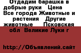 Отдадим барашка в добрые руки › Цена ­ 1 - Все города Животные и растения » Другие животные   . Псковская обл.,Великие Луки г.